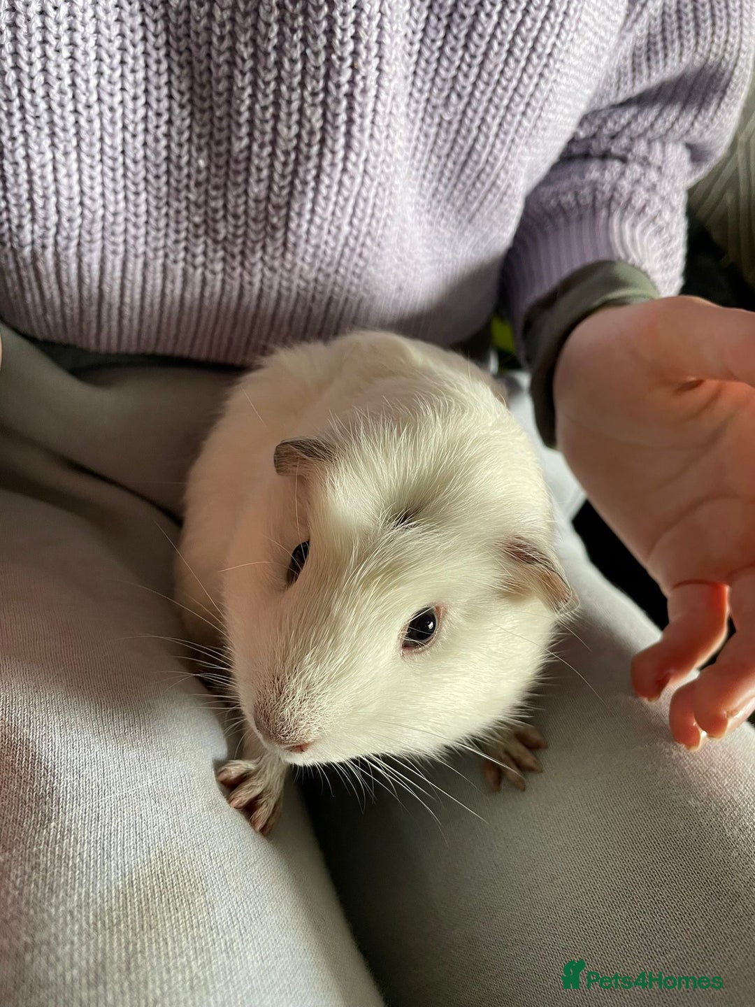 Guinea Pig rodents for sale: Beautiful baby guinea pigs  - Advert 6