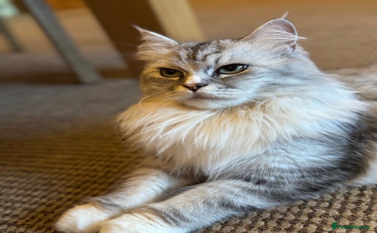Maine Coon cats - Advert 1
