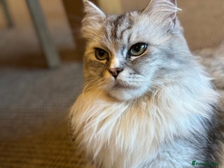 Maine Coon cats - Advert 22