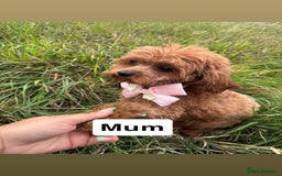 Cavapoo dogs for sale: STANLEY 🎀 - Image 13