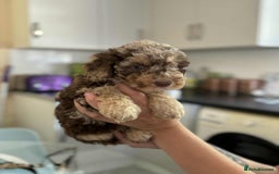 Sheepadoodle dogs for sale: F1b mini sheepadoodles - Image 39