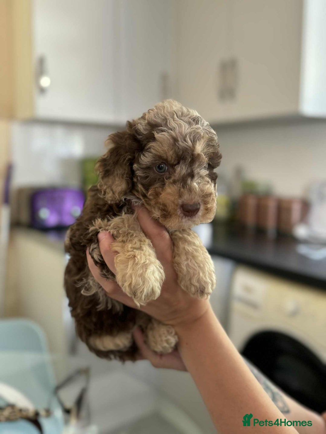 Sheepadoodle dogs for sale: F1b mini sheepadoodles - Image 39