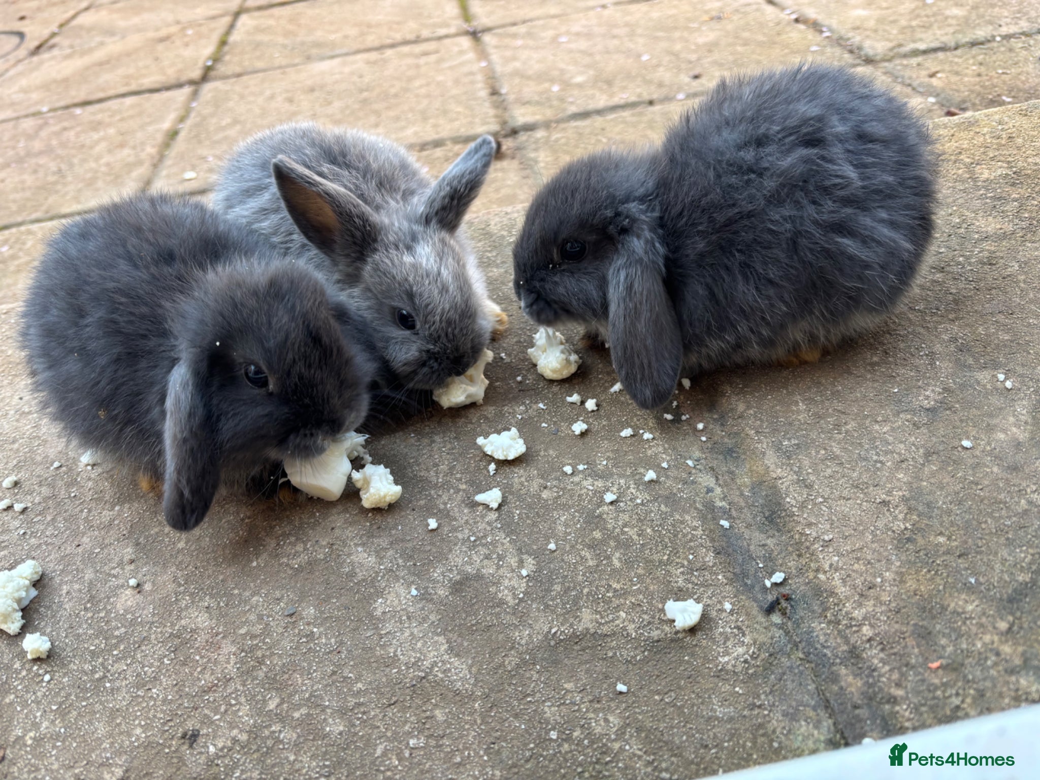 Mini Lion Lop rabbits Beautiful Baby Mini Lops  - Advert 2