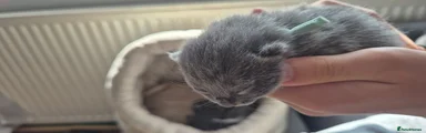 Russian Blue 5