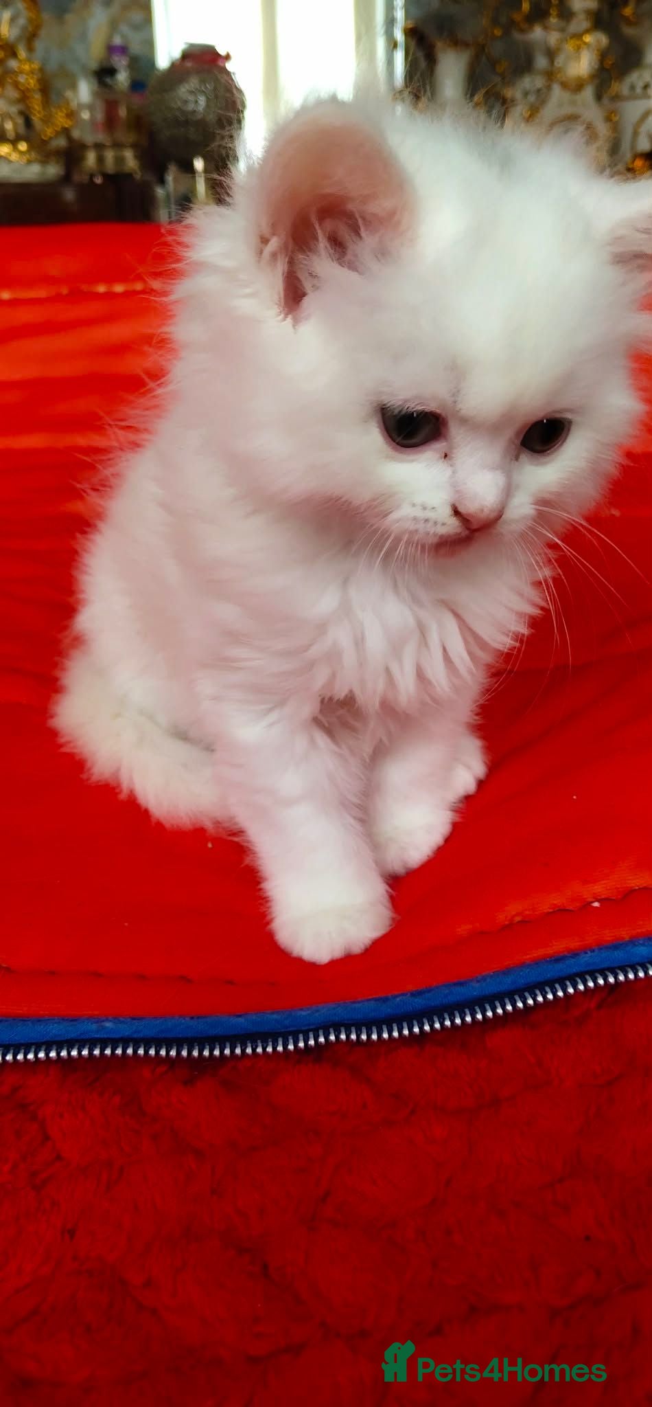 Mixed Breed cats Kitten - Advert 2