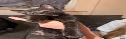 Mixed Breed cats for sale: Mixed breed kittens  in Dorchester - Advert 11
