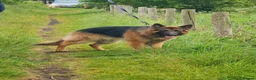 German Shepherd dogs for stud: Stunning 2.5yo Showline German Shepherd Stud in Leeds - Advert 7