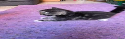 Mixed Breed cats for sale: 5 kittens and adult cat sale. Adult cat £50  in Ipswich - Advert 5