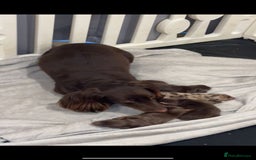 Dachshund dogs for sale: dachshund  - Image 2