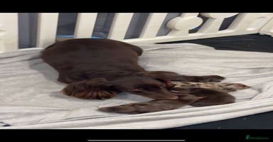 Dachshund dogs - Advert 15