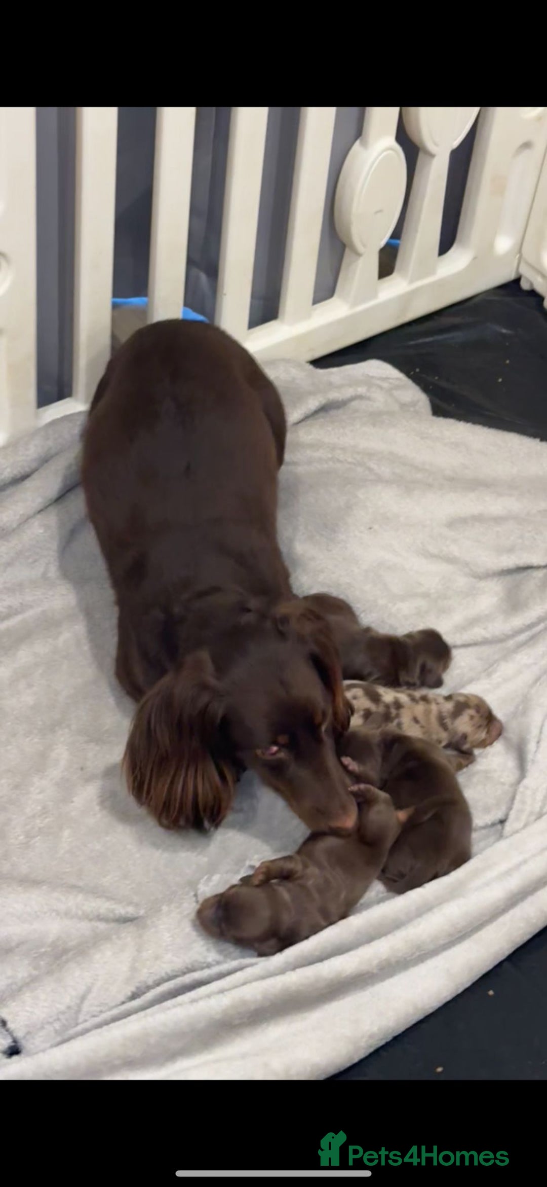 Dachshund dogs for sale: dachshund  - Image 2