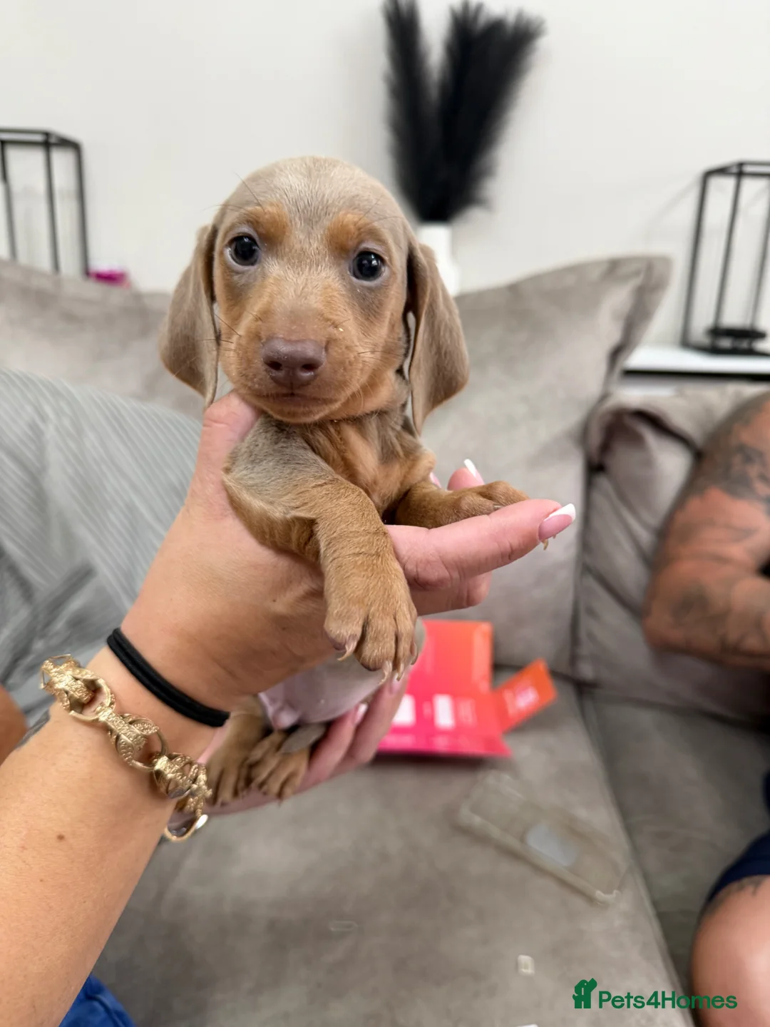 Miniature Dachshund dogs for sale: 2 Miniature Dachshunds Boys  - Advert 2