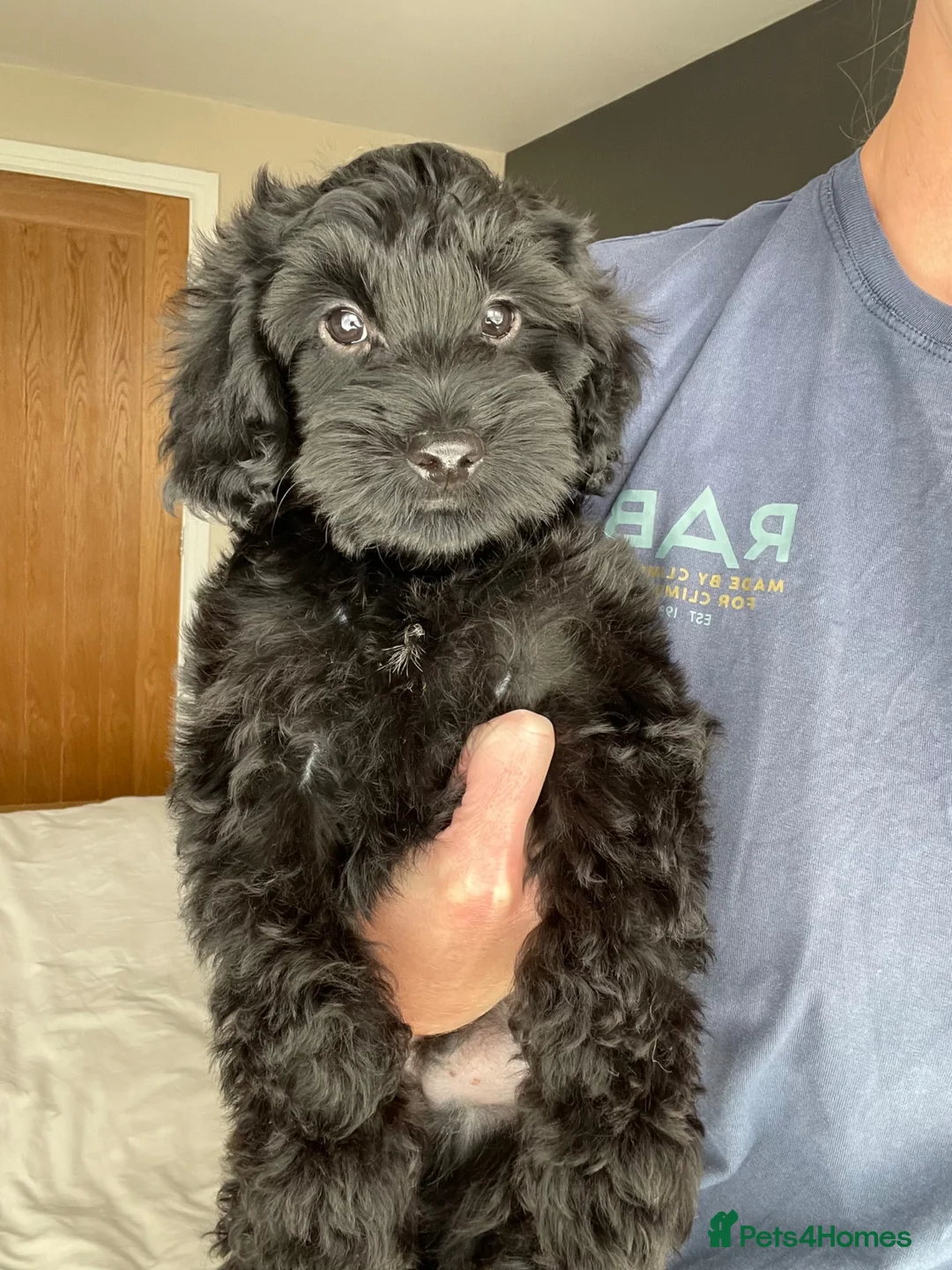 Cockapoo dogs for sale: Health tested, fully vaccinated, F1 Toy cockapoos - Advert 1