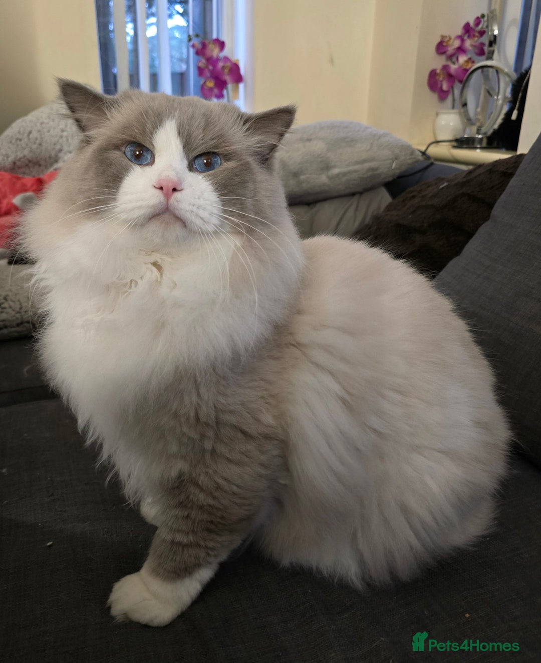 Ragdoll cats for stud: Charles - TICA and Gccf registered active boy  in Bournemouth - Advert 27