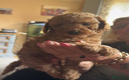 Toy Poodle dogs for sale: Toy poodles for sale READY TO LEAVE NOW  - Image 10