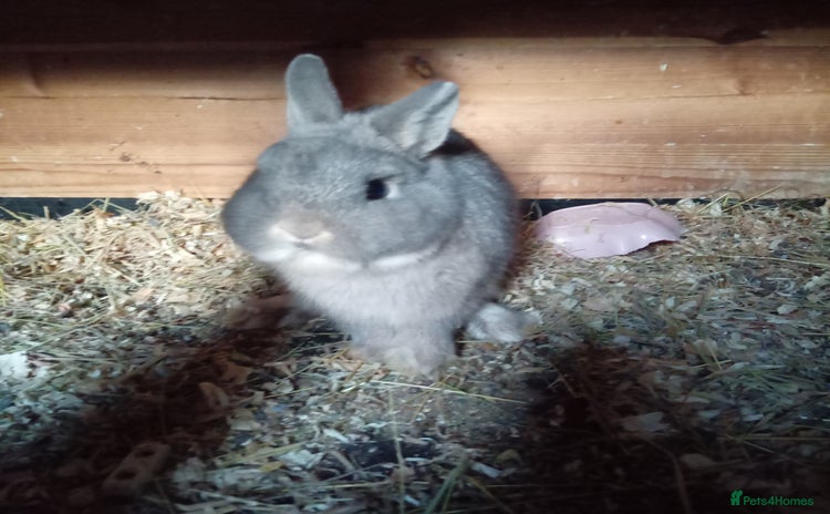 Netherland Dwarf rabbits - Advert 4