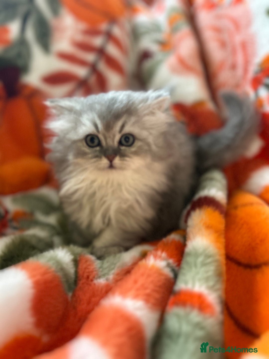 Scottish Fold cats for sale: Now Taking Reservations Scottish Straight  - Image 8