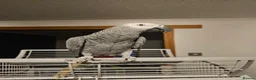 Parrots birds for sale: African Grey Parrot - Advert 1