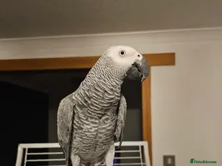 Parrots birds African Grey Parrot - Advert 1