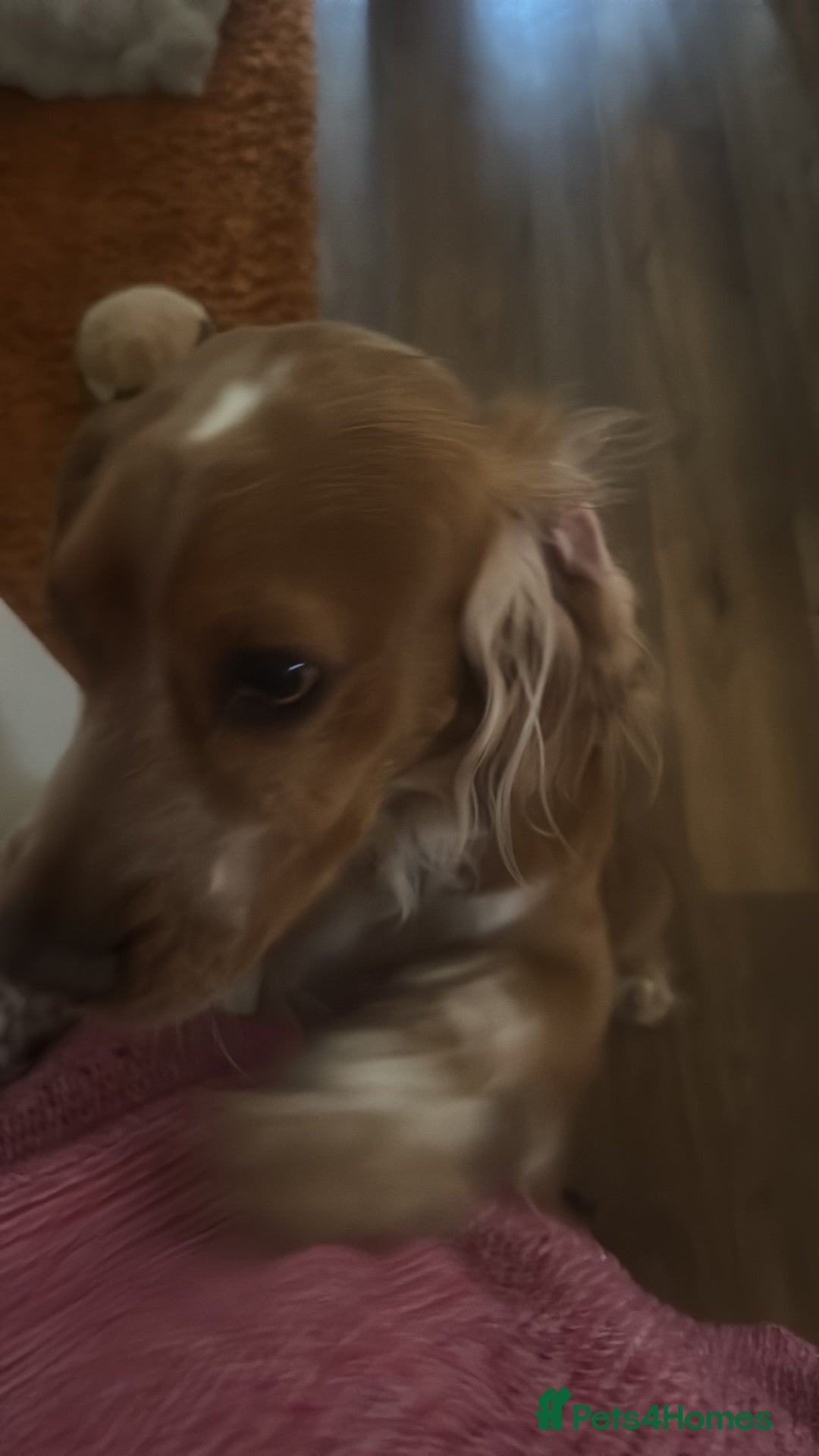 Cocker Spaniel dogs for sale: 4 year old male spaniel  - Image 2