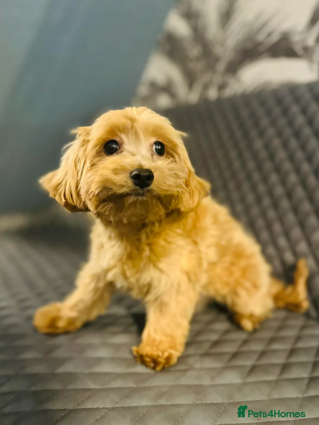 Maltipoo dogs for sale: Maltipoo in Glasgow - Advert 2