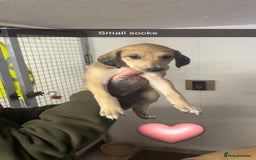 Saluki dogs for sale: Saluki/ LURCHER pups - Image 3