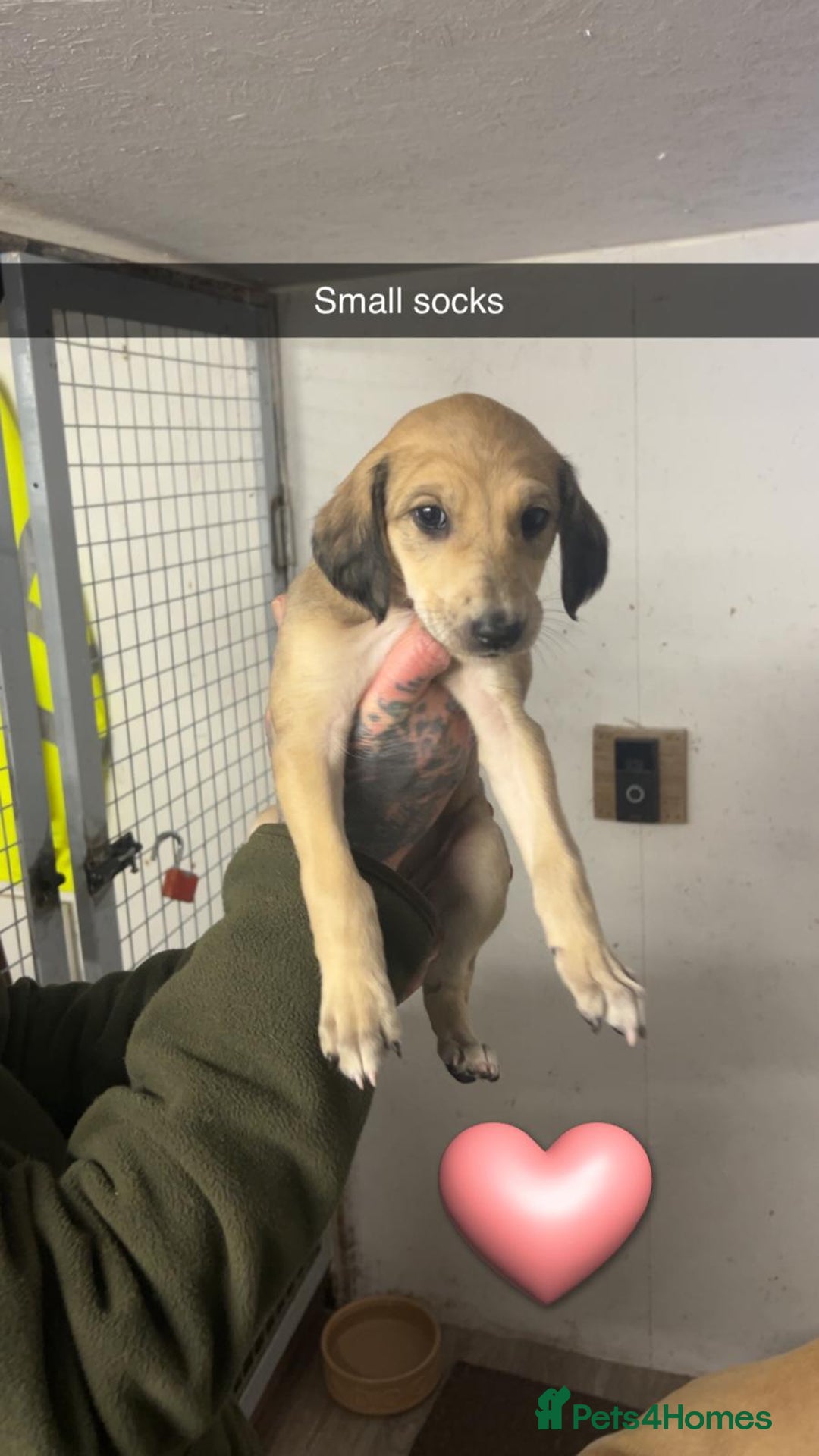 Saluki dogs for sale: Saluki/ LURCHER pups - Image 3