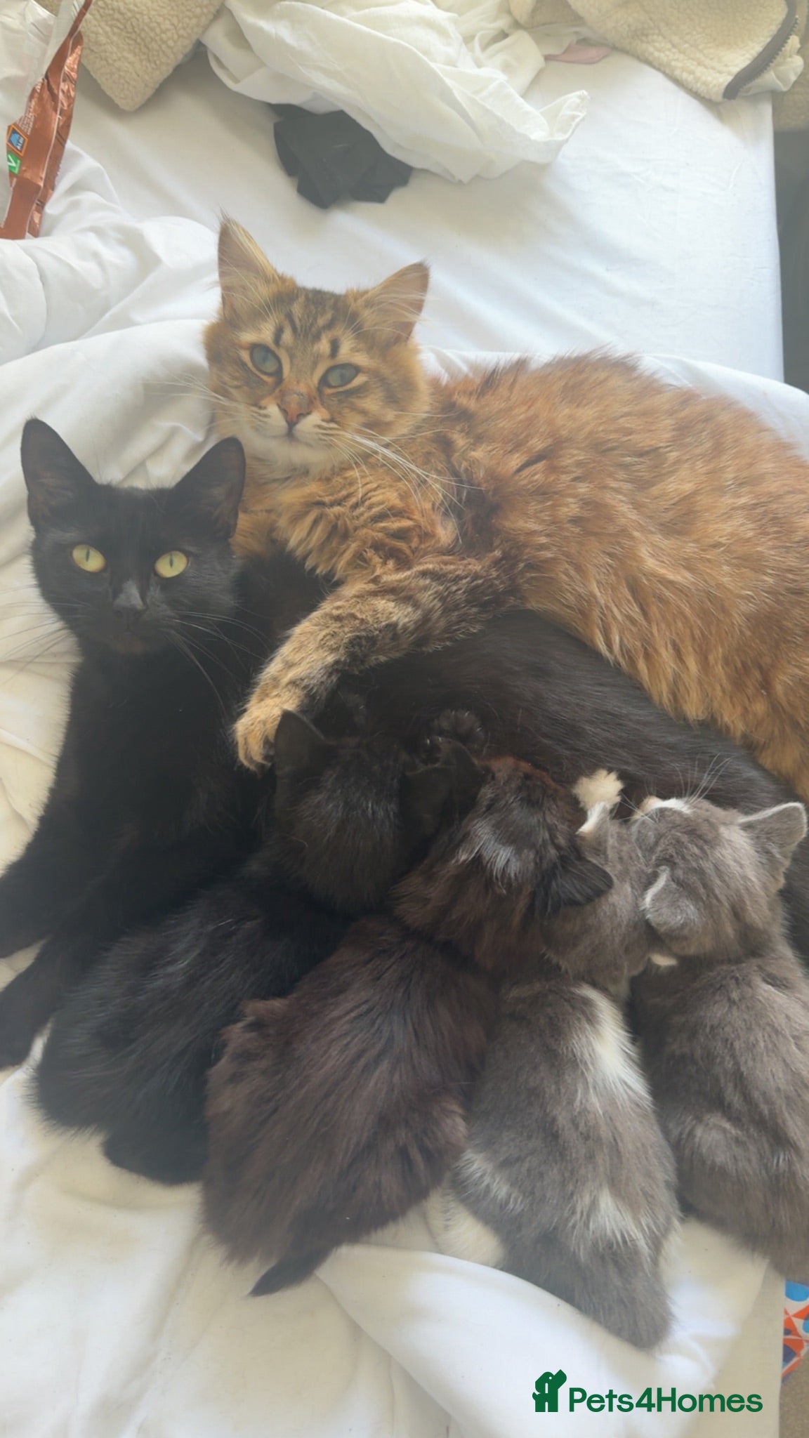 Mixed Breed cats 3 playful male kittens looking for forever home!  - Advert 1