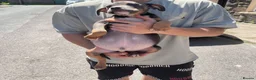 American Bully dogs for sale: Pocket cross standard bully’s  - Advert 3