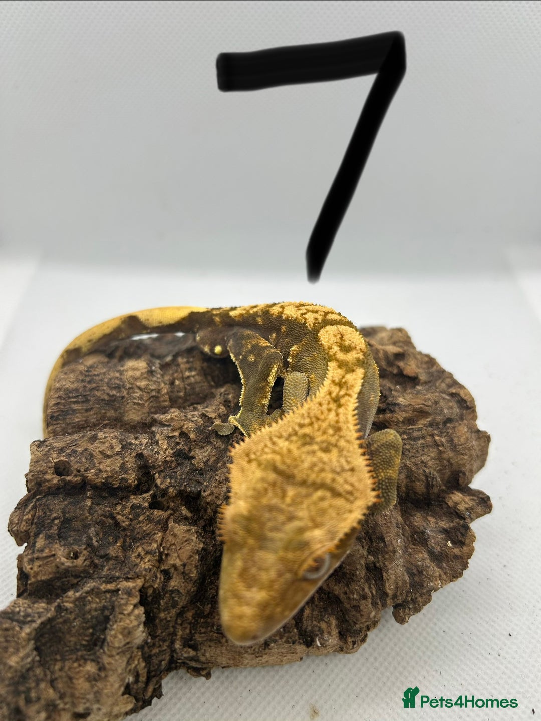 Gecko reptiles for sale: Male crested geckos - Advert 6