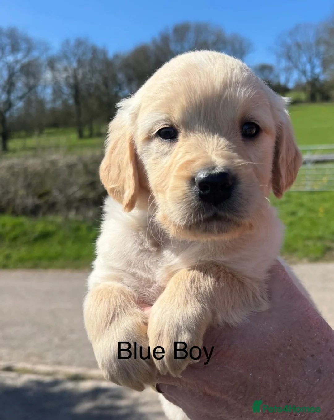 Golden Retriever dogs for sale: Stunning Quality KC reg Golden Retriever Puppies - Advert 10