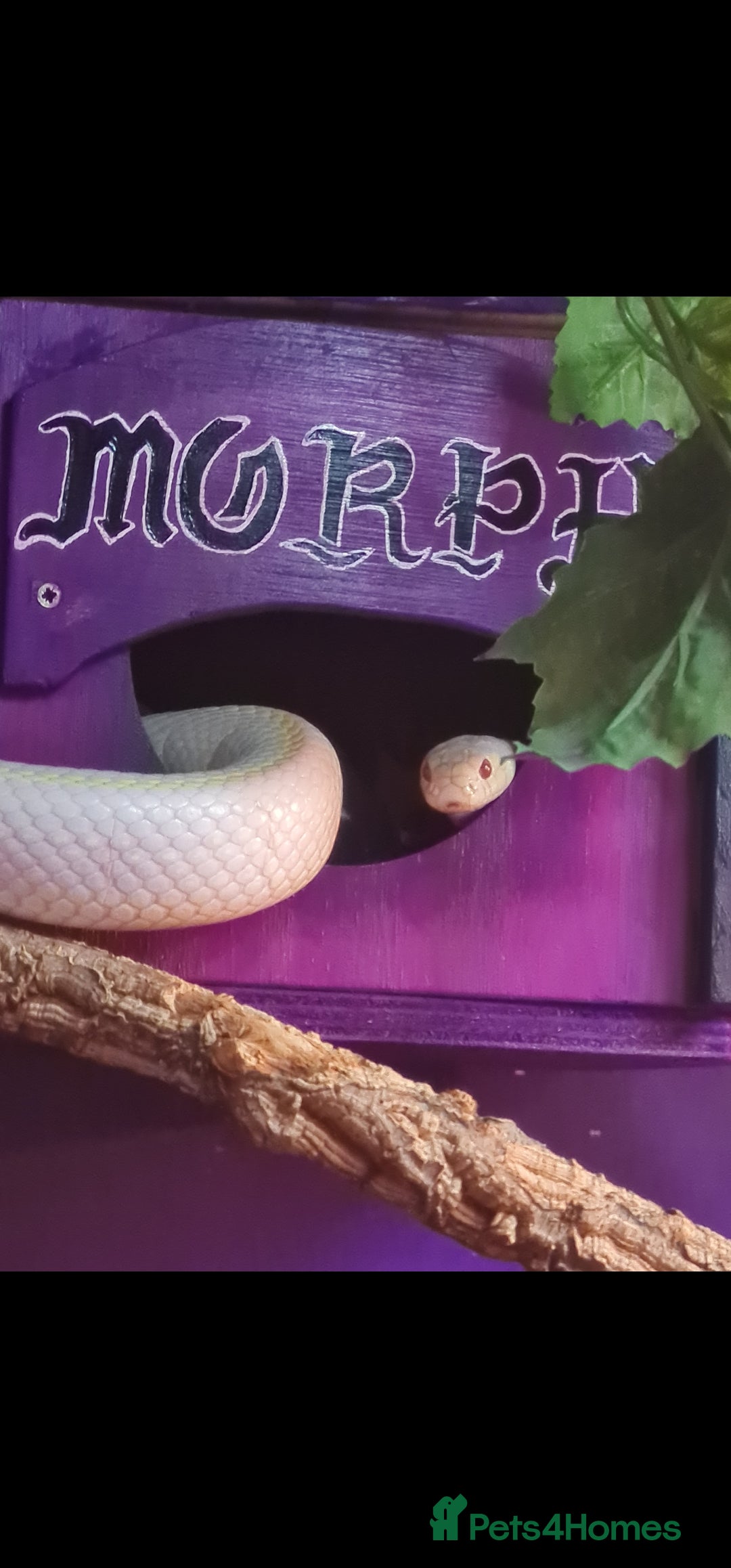King Snake reptiles for sale: Cali kingsnake with full set up - Advert 2