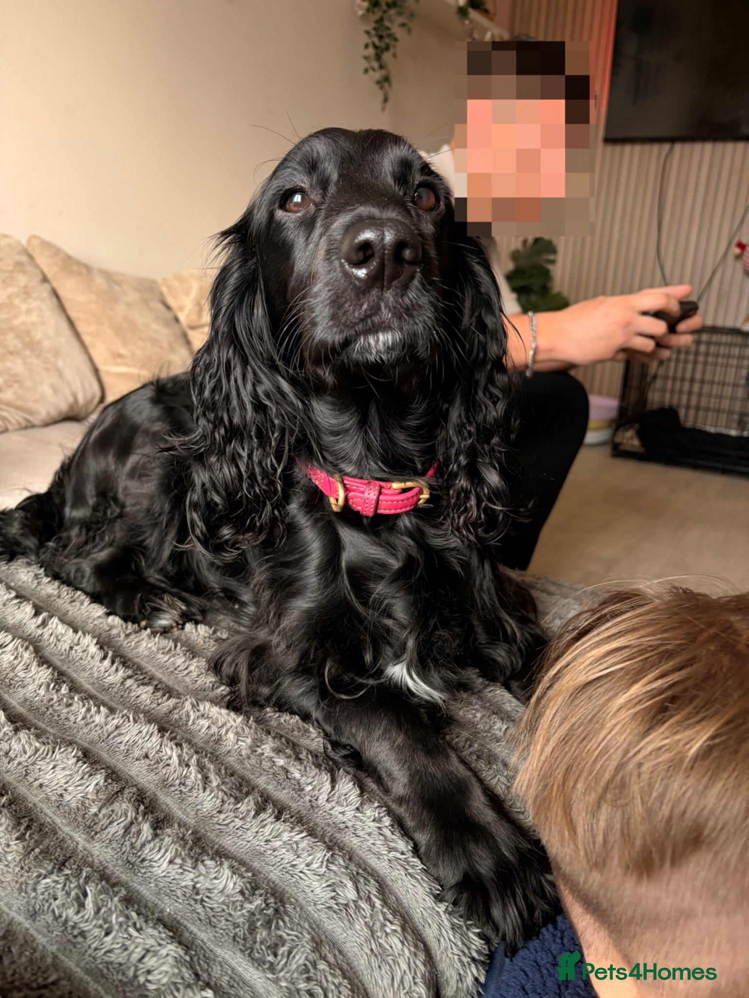 Cocker Spaniel dogs COCKER SPANIEL PUPPIES READY TO GO✨✨ - Advert 10