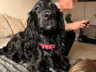 Cocker Spaniel dogs COCKER SPANIEL PUPPIES READY TO GO✨✨ - Advert 1