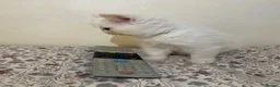 Exotic cats for sale: Exotic Persians - Advert 2