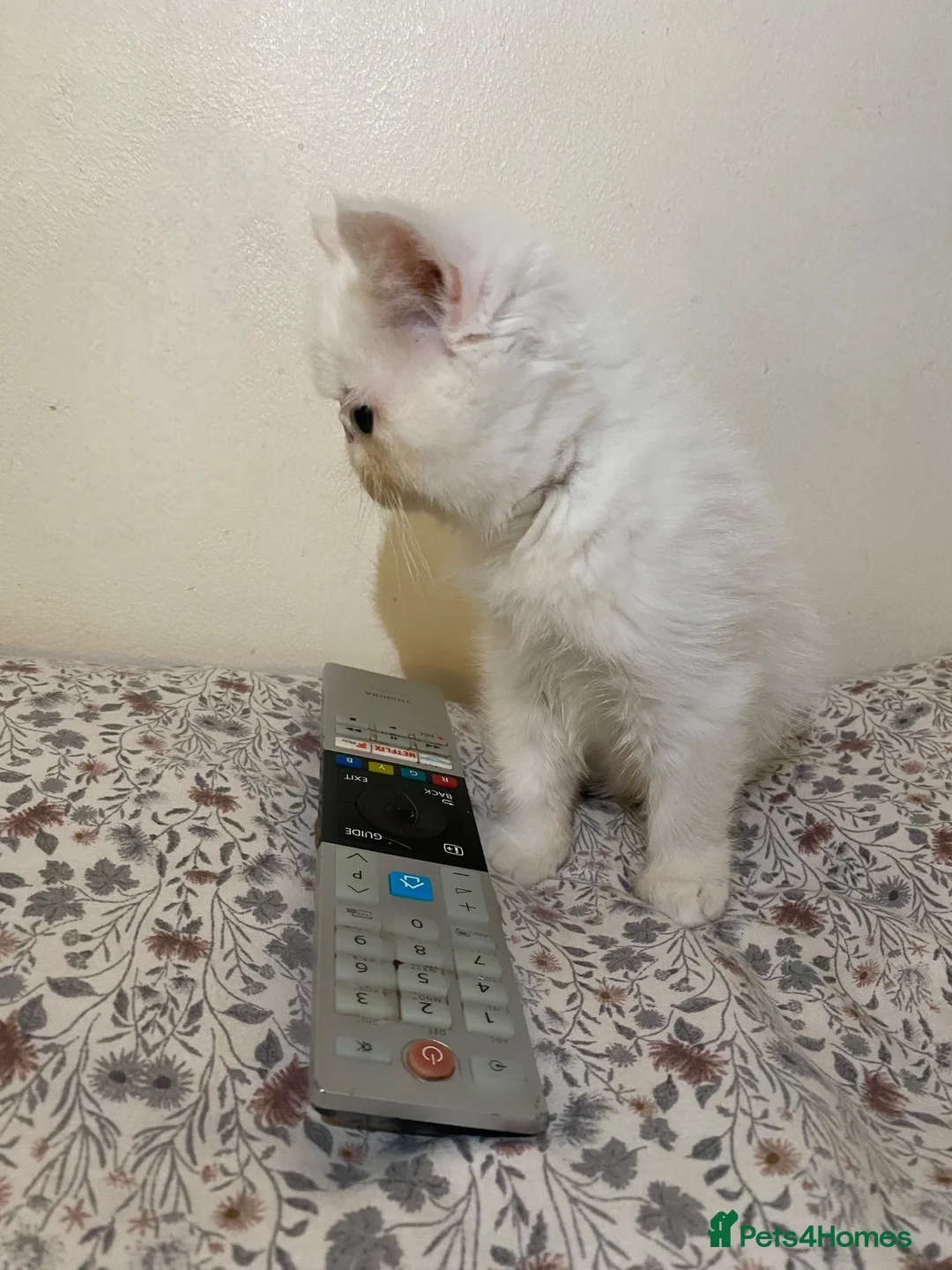 Exotic cats for sale: Exotic Persians - Advert 2