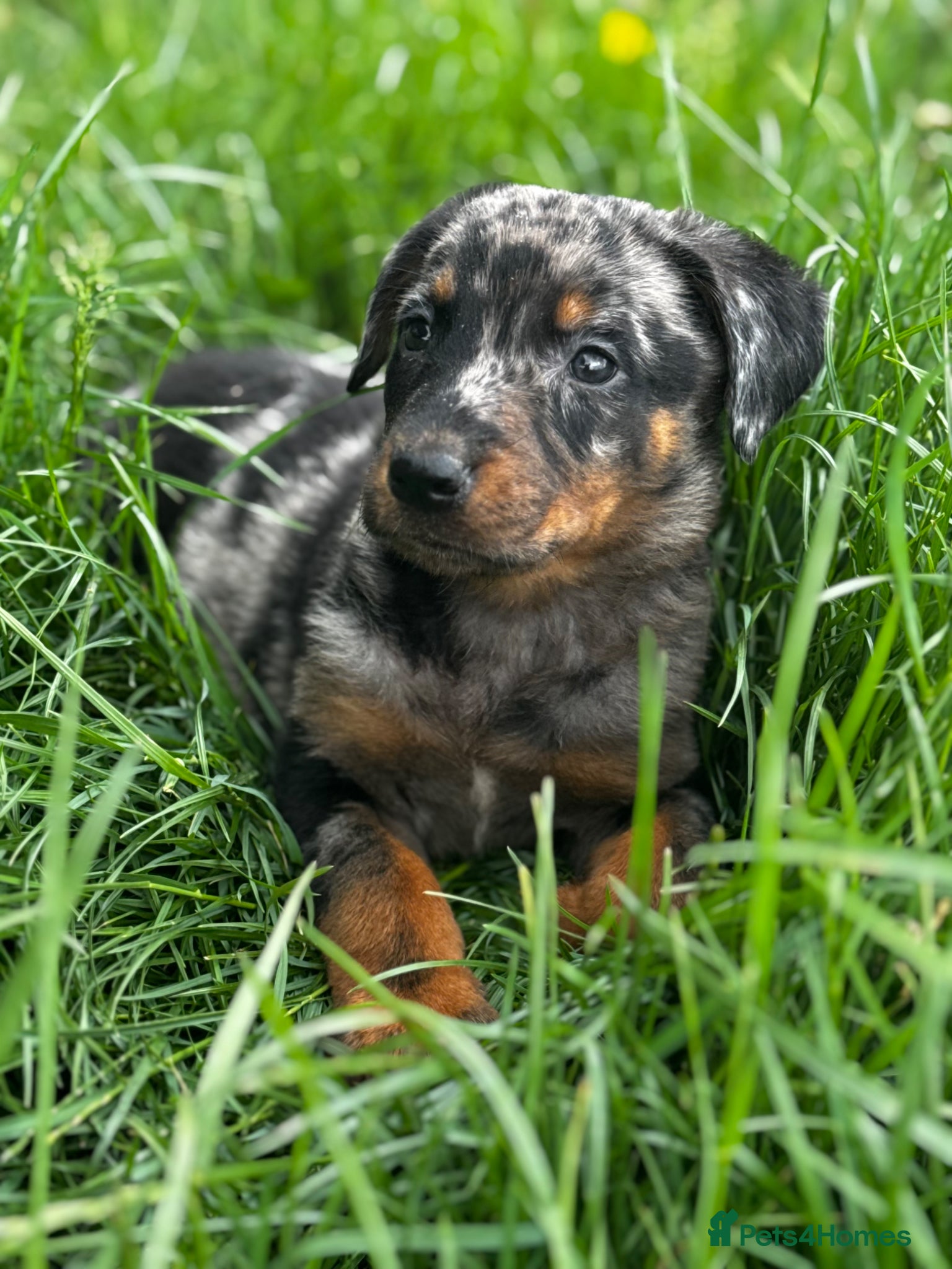 Beauceron dogs 🌟Merdelaine Beaucerons🌟extensively tested litter - Advert 1