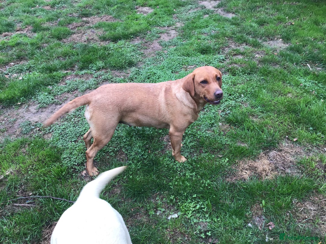 Labrador Retriever dogs for sale: Beautiful Working Labradors  - Image 5