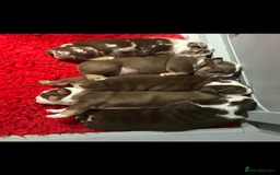 English Bulldog dogs for sale: 🐶 KC Registered English Bulldog Puppies 🐶 - Image 3