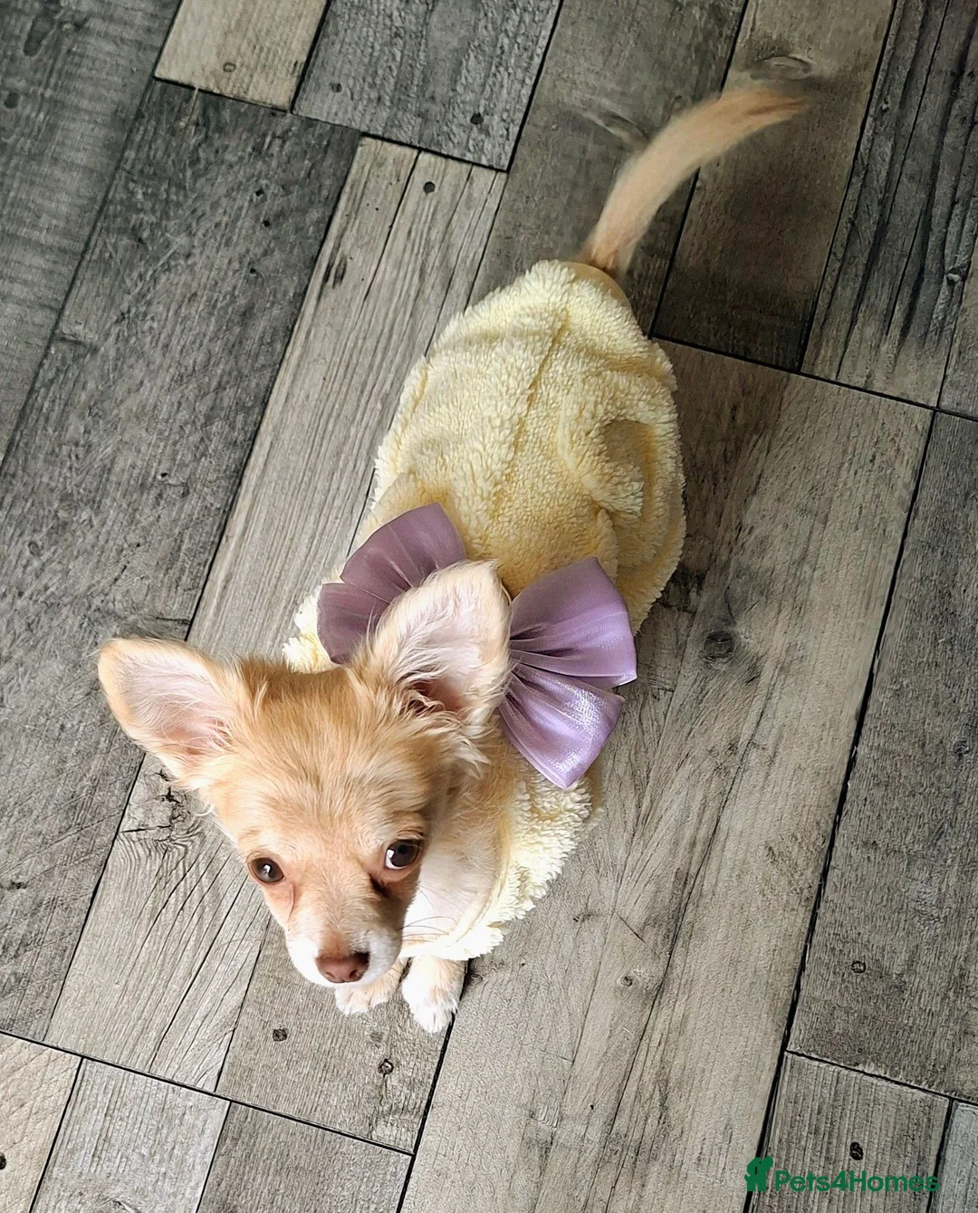 Chihuahua dogs for sale: Chihuahua  in Swansea - Advert 7