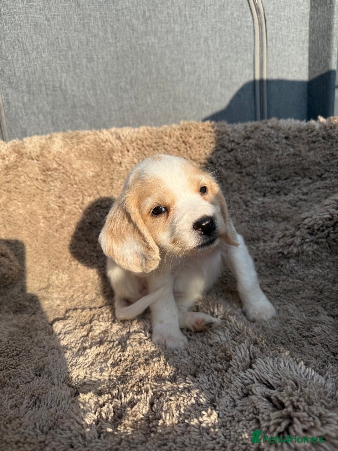 Cocker Spaniel dogs for sale: ⭐️READY TO LEAVE NOW - COCKER SPANIELS ⭐️ - Image 2