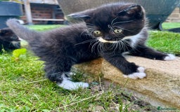 British Shorthair cats for sale: British blue x - Image 13