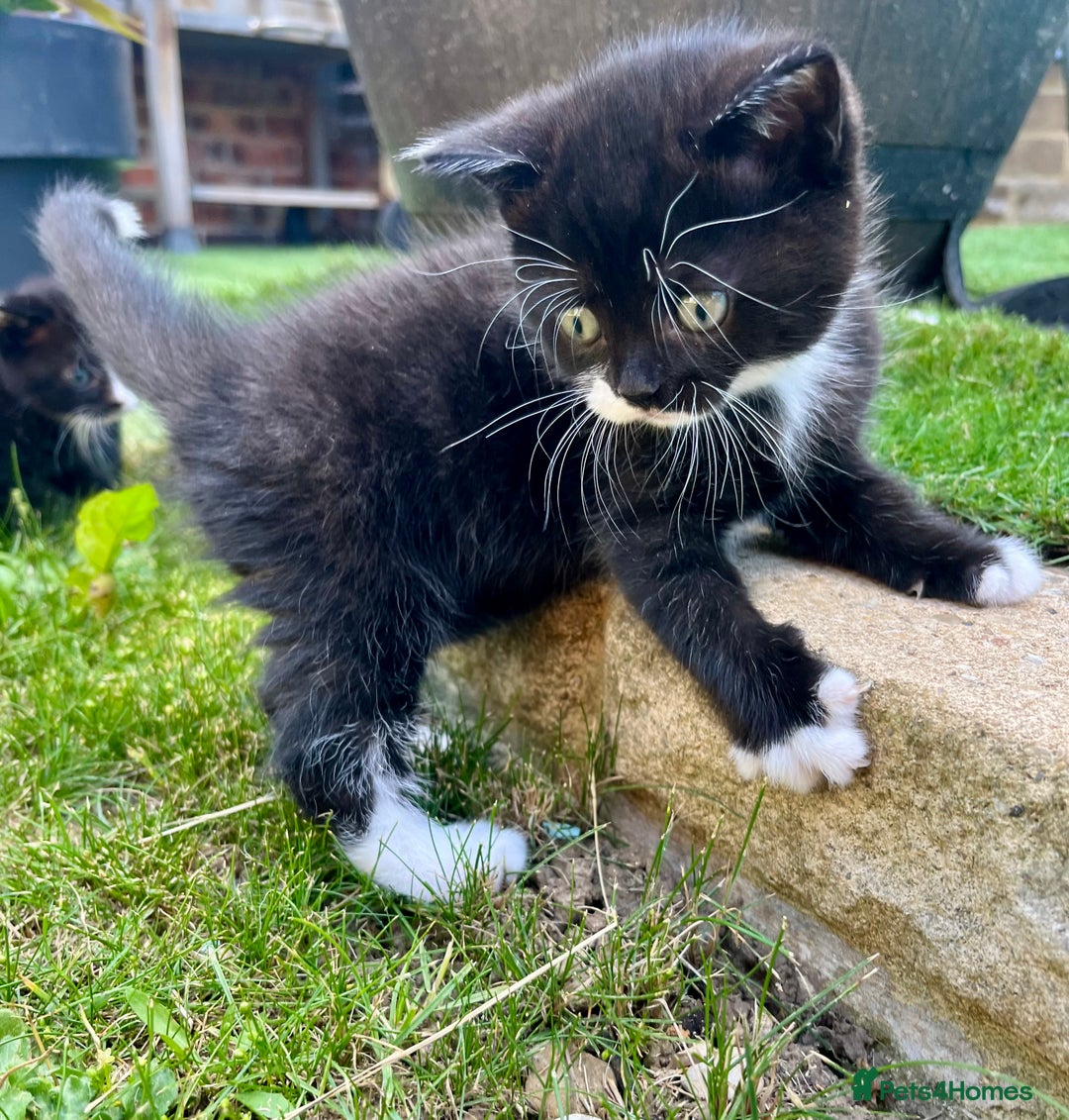 British Shorthair cats for sale: British blue x - Image 13