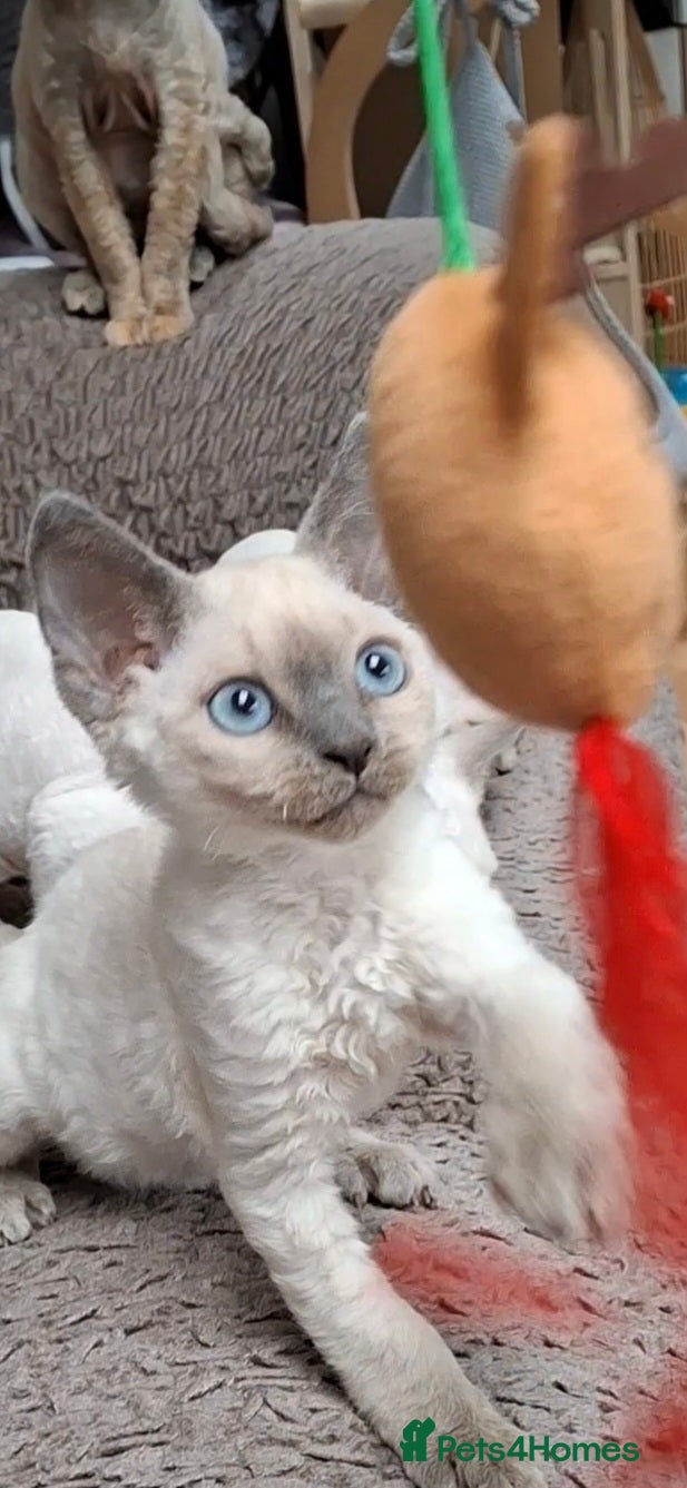 Devon Rex cats 🌸 Devon Rex with blue eyes FIFE registered  🌸 - Advert 1