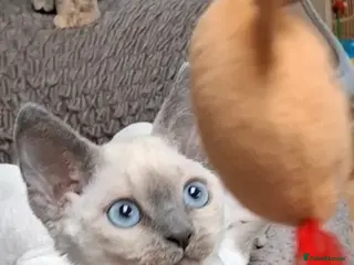 Devon Rex cats 🌸 Devon Rex with blue eyes FIFE registered 🌸 - Advert 1