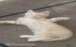 Mixed Breed cats for sale: Ragdoll X kittens - Image 10