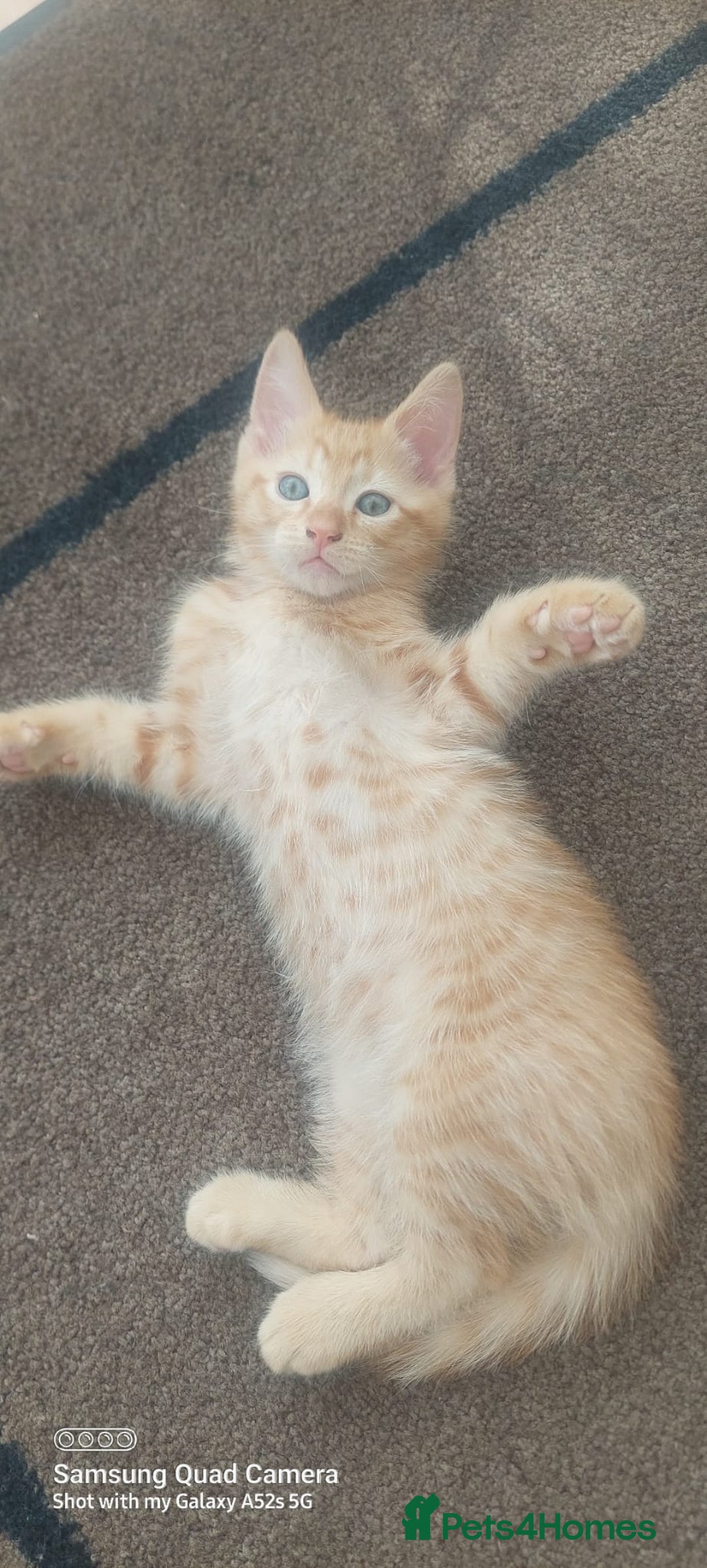 Mixed Breed cats for sale: Ragdoll X kittens - Image 10