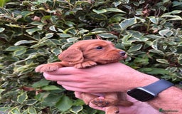 Cocker Spaniel dogs for sale: Health Tested Clear Cocker Spaniel Puppies  - Image 36