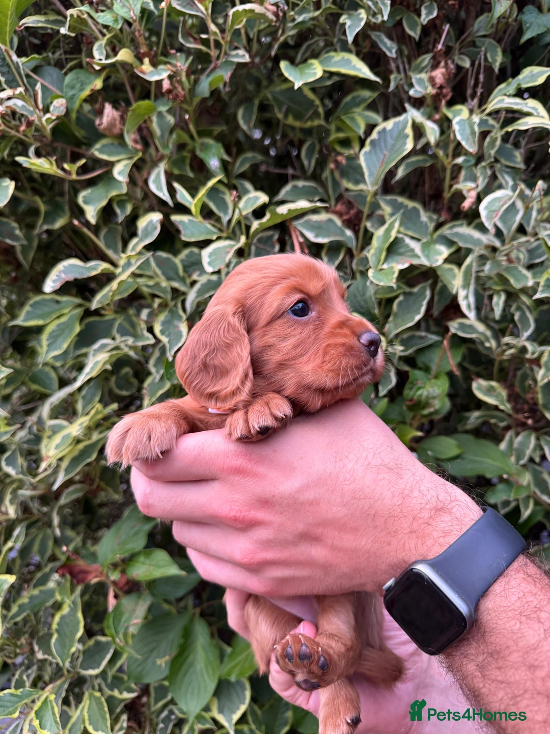 Cocker Spaniel dogs for sale: Health Tested Clear Cocker Spaniel Puppies  - Image 36