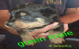 Rottweiler dogs for sale: Chunky big boned rottweilers  - Image 30